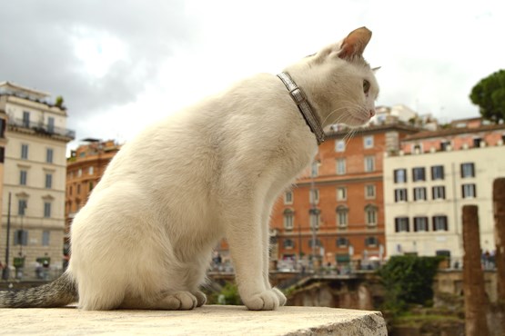 largo di torre argentina chat