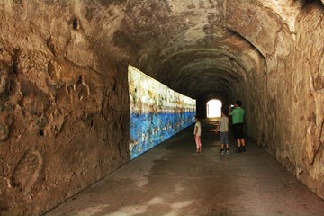 neronian cryptorticus palatin