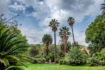 jardins botaniques de palmiers